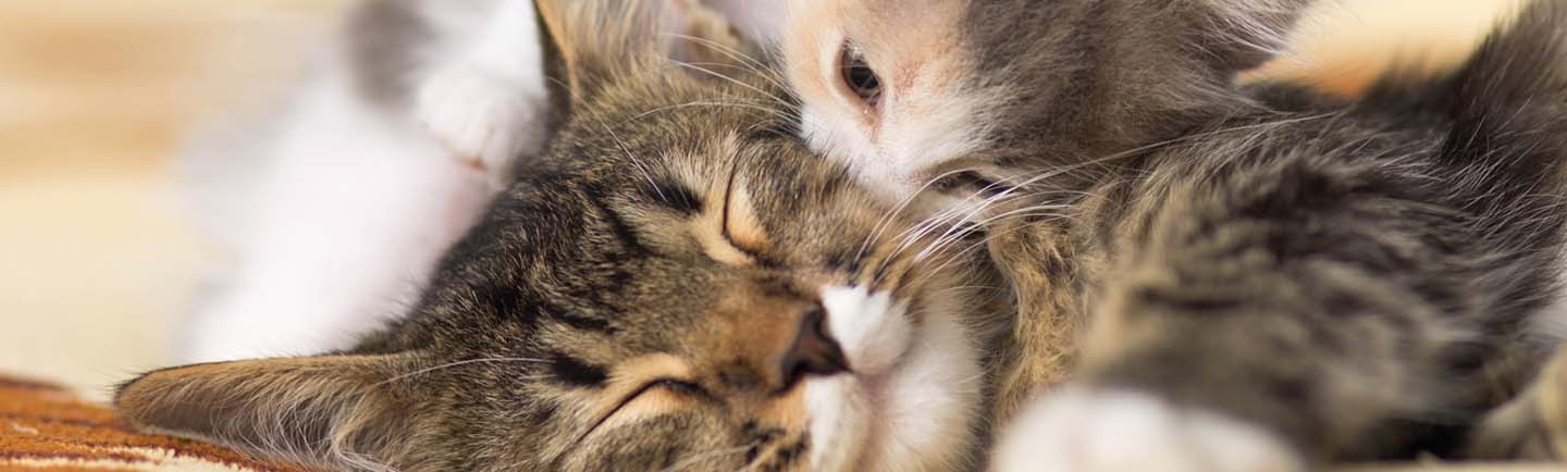 Introducing a kitten to older cat | NexGard SPECTRA